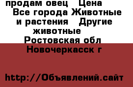  продам овец › Цена ­ 100 - Все города Животные и растения » Другие животные   . Ростовская обл.,Новочеркасск г.